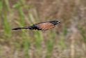 Lesser Coucal.20110304_6560