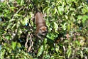 Macaque.20110225_5733