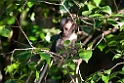 Macaque.20110225_5846