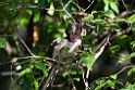 Macaque.20110225_5848