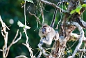 Macaque.20110225_5871