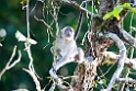 Macaque.20110225_5875