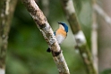 Malaysian Blue Flycatcher.20110225_5564