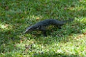 Monitor.20110312_7004
