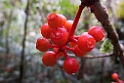 Mt . Kinabula NP.20110224_5519