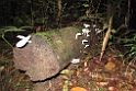 Mt. Kinabula.20110224_5536