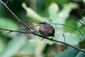 Olive-winged Bulbul.20110224_5321