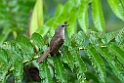 Olive-winged Bulbul.20110224_5334
