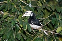 Oriental pied hornbill.20110225_6028