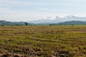Rice Fields.20110304_6486