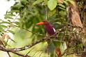 Ruddy Kingfisher.20110225_5605