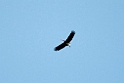 Storms stork.20110227_6040