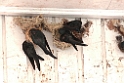Swiftlet.20110304_6656