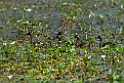 Wandering Whistling duck.20110304_6583