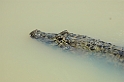 Alligator-01