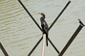 Anhinga-01