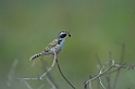 Black-faced Finch-01