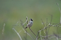 Black-faced Finch-02