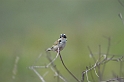 Black-faced Finch-03
