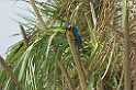 Blue-and-yellow Macaw03-01