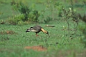 Buff-necked Ibis03-01