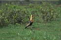 Buff-necked Ibis04-01