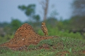 Burrrowwing owl01-01