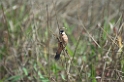 Capped Seedeater-03