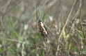 Capped Seedeater-04