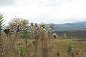Cipo Blomster-01