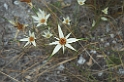 Cipo Blomster-03