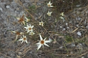 Cipo Blomster-04