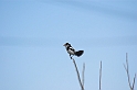 Cock-tailed Tyrant-01