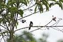 Cone-billed Tanager08-01