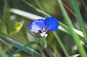 Emas Blomst -01