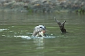 Giant Otter01-01