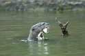 Giant Otter02-01