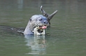 Giant Otter03-01