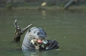 Giant Otter04-01