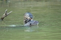 Giant Otter08-02