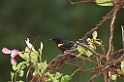 Golden-shouldered Cacique-02