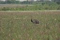 Greater Rhea-01