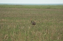 Greater Rhea01-01