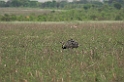 Greater Rhea03-01