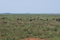 Greater Rhea06-01