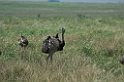Greater Rheas05-01