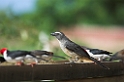Greyish Saltator-01