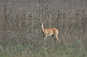 Hjort-01