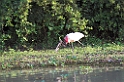 Jabiro-06-01