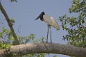 Jabiru02-01